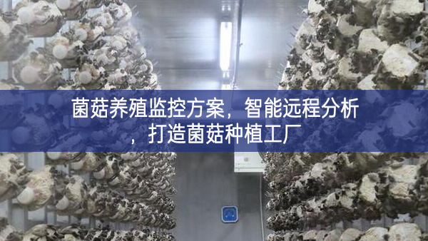 菌菇養殖監控方案，智能遠程分析，打造菌菇種植工廠