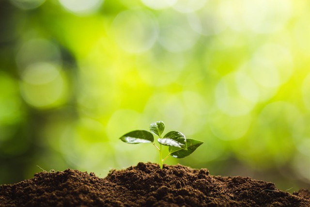 光照度傳感器，如何成了智慧農業的新寵兒